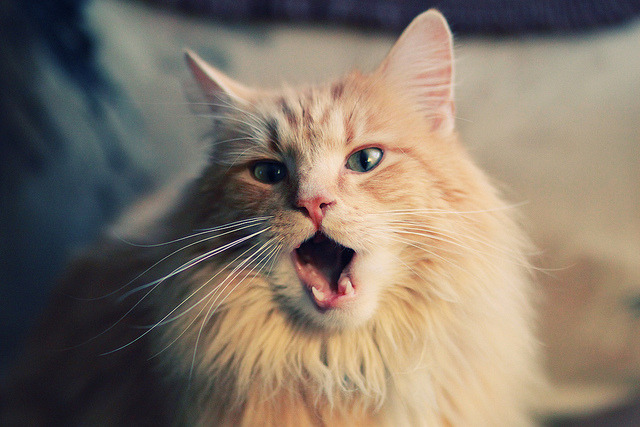 赛事服务智能客服系统构建与用户反馈分析，赛事服务队是干什么的