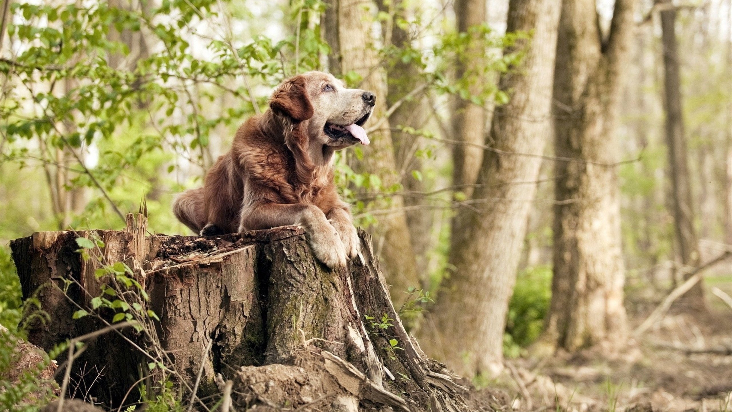 九游娱乐官方-中国三人篮球男队提升防守效率，中国三人篮球队员