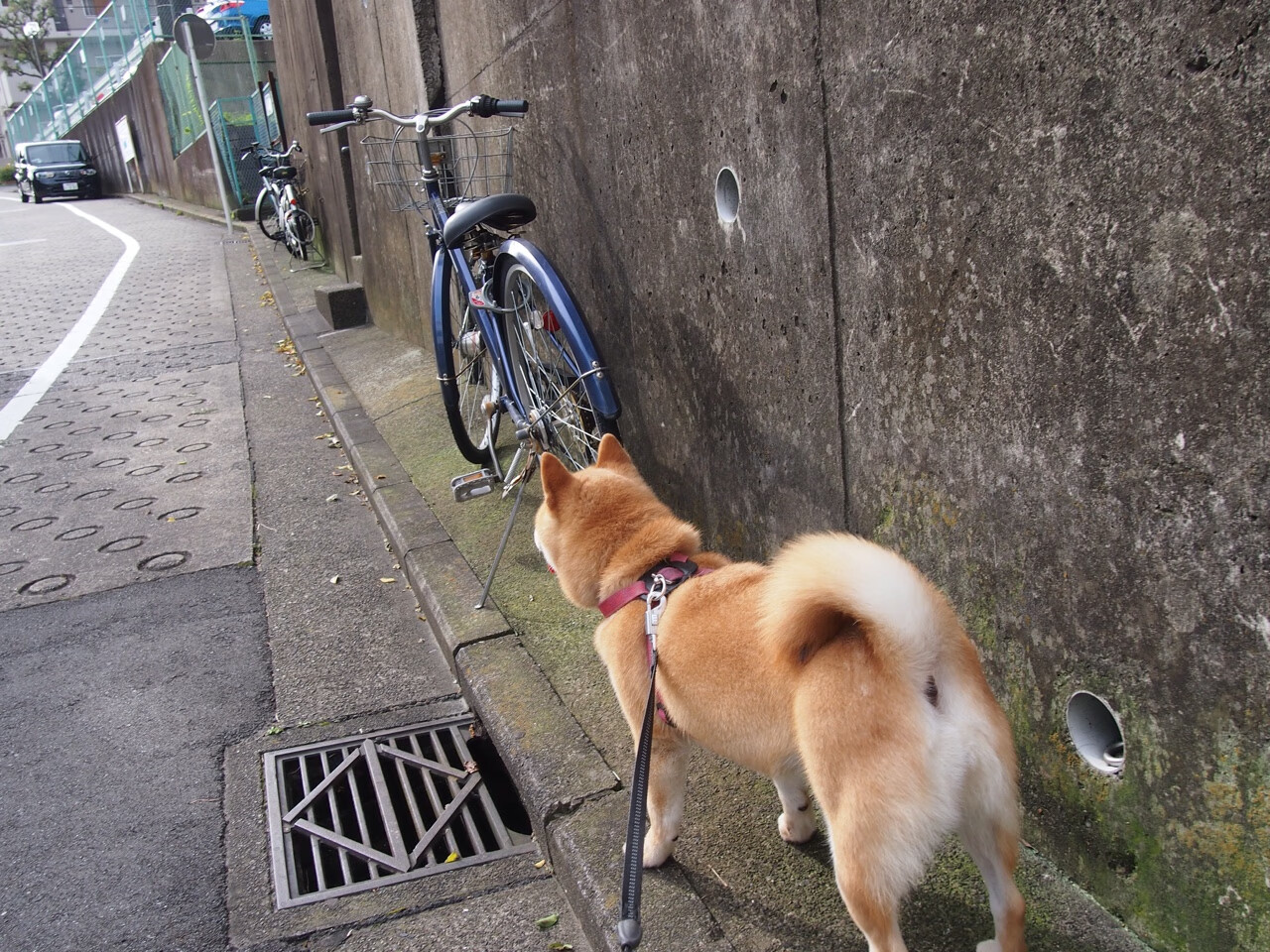 中国女篮领袖发挥稳定 年轻球员快速成长，中国女篮领军人物