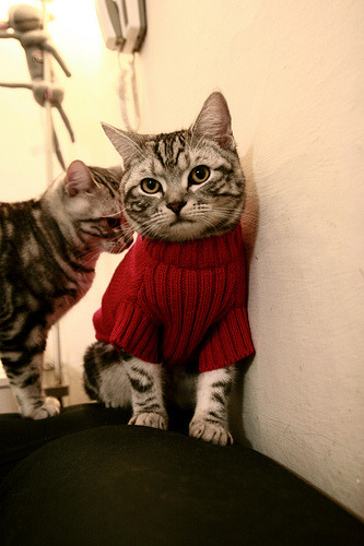 乒乓球战术分析：Chinese Taipei团队的独特打法，乒乓球团体赛中国台北