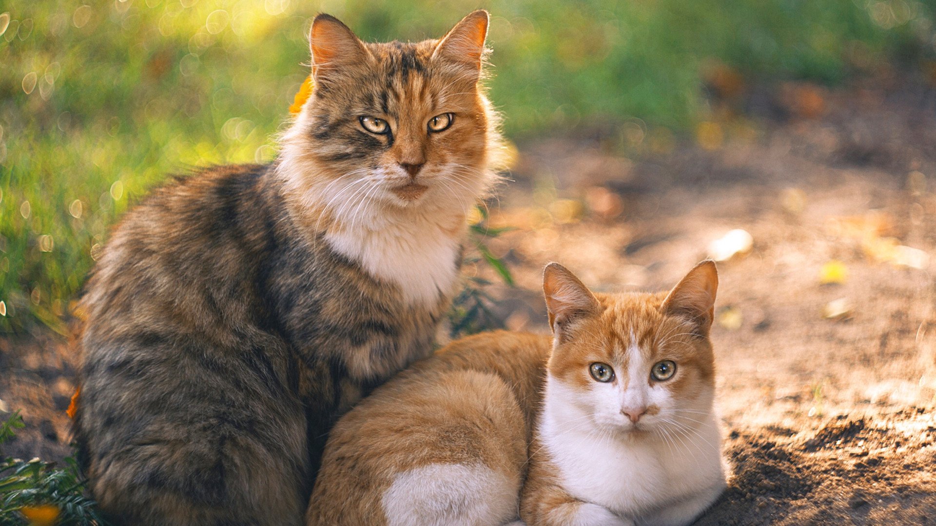 前段划水节奏快准稳，后段冲刺更从容，前划步后划步