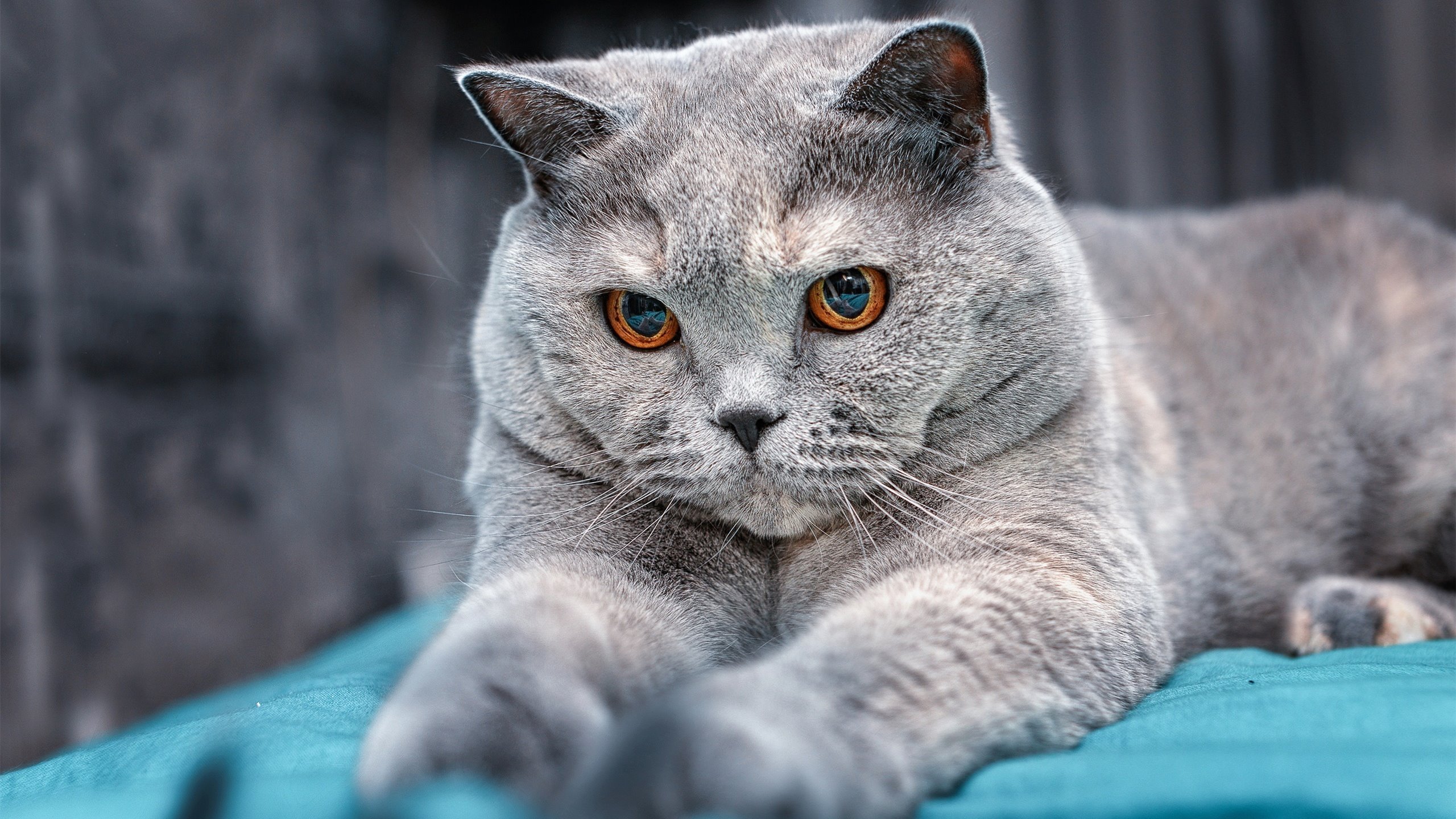 九游下载电脑版官网-本土球员脚下细节动作完成度不达标