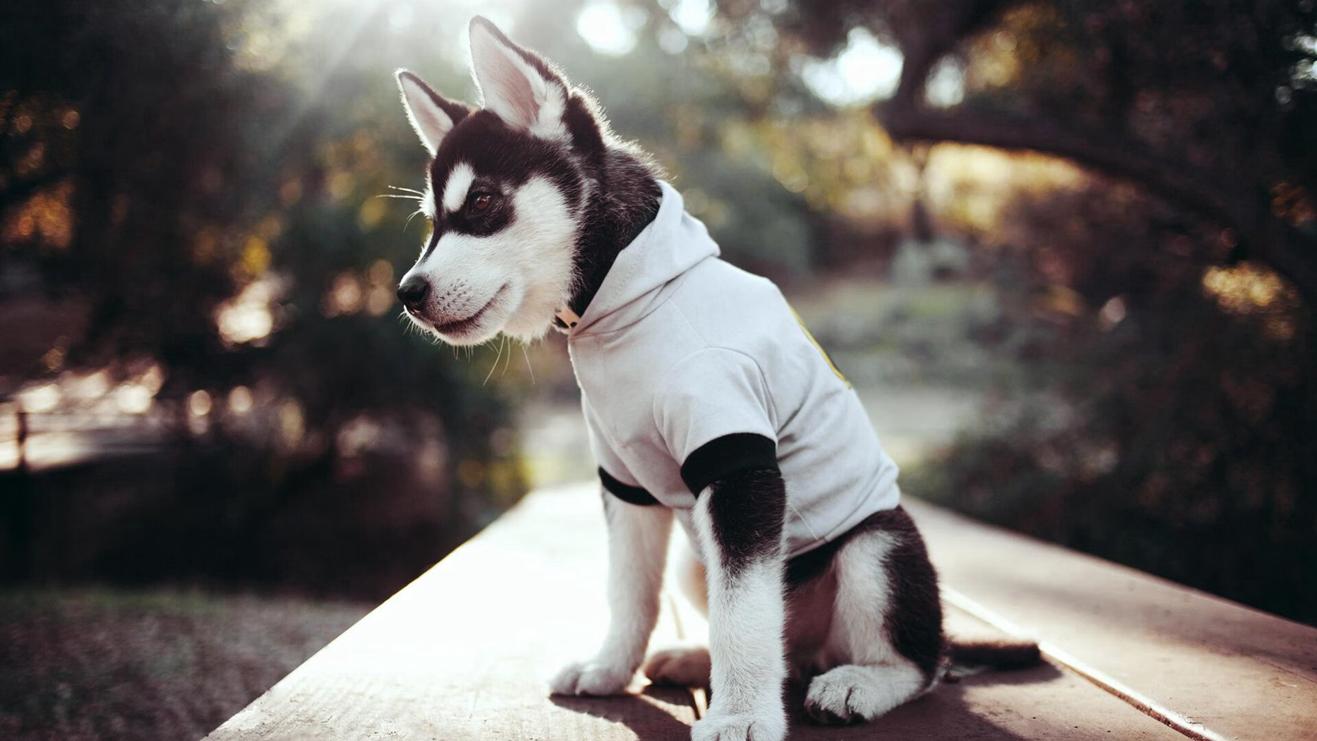 波兰队未来规划：如何结合国内外经验，为球员创造更多成长机会