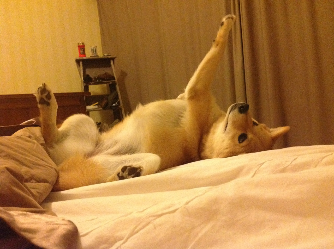 自由泳德国短板正逐步弥补，自由泳2021