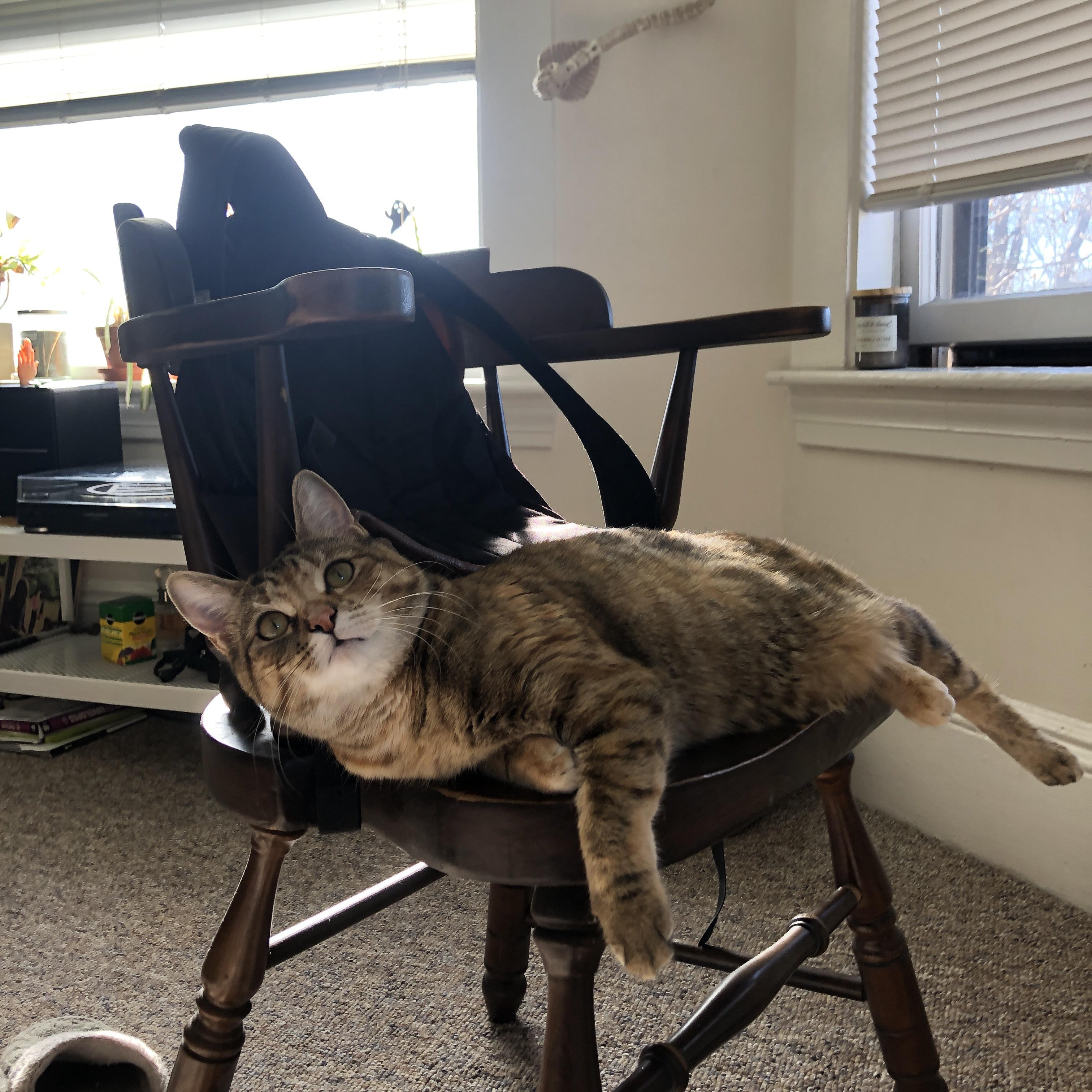 “帕布罗·马特拉的爆发力与坚韧不拔，铸就阿根廷美洲狮队的未来”