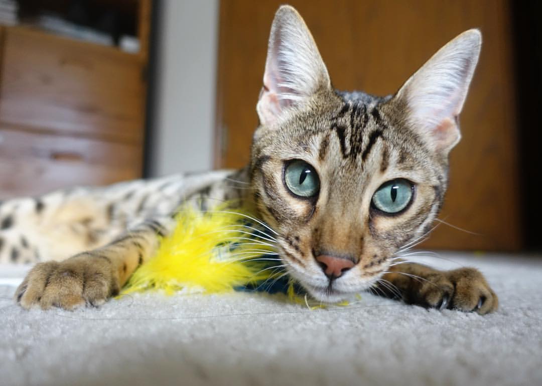 凯恩·瑞安：依靠出色的场上判断力，成为全黑队防守的坚实后盾