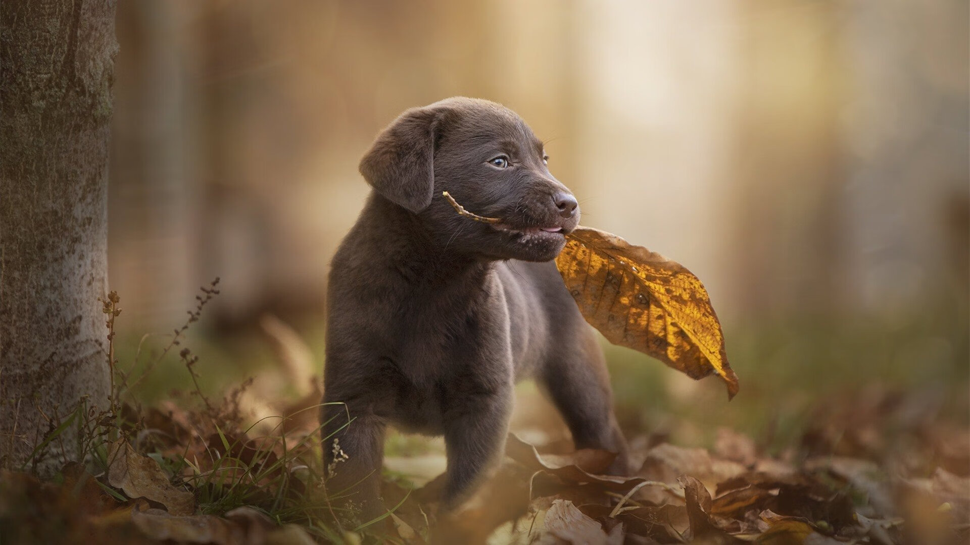卡特的领导力与球场智慧为全黑队注入了无限活力，卡特所在球队