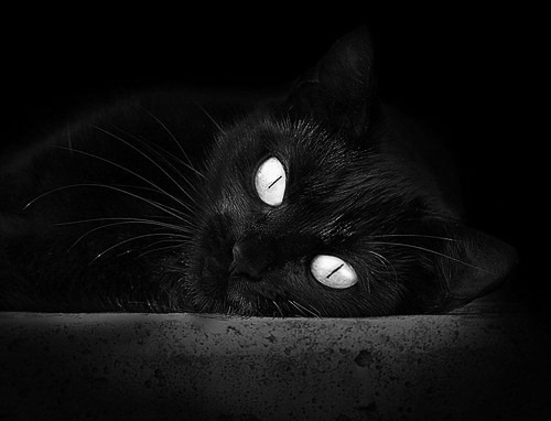 九游游戏-塞尔维亚女篮在欧洲锦标赛中奋勇拼搏，争夺金牌，塞尔维亚女篮奥运表现